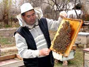 Современное состояние пчеловодства в России