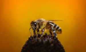 Эволюция пчел